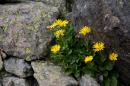 nature alpine 033 * 4368 x 2912 * (8.82MB)